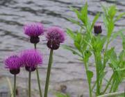 Cirsium japonicum